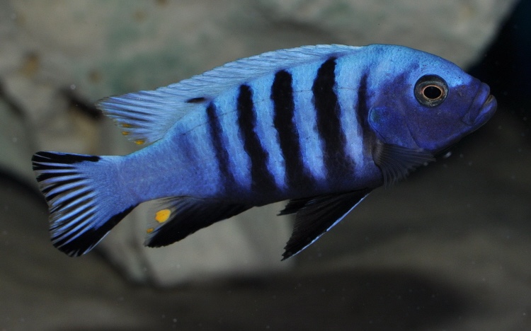 Maylandia pulpican 'Maingano Island'